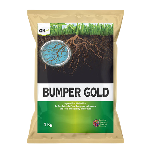 Bumper Gold